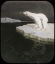 Image of Polar Bear on drift ice